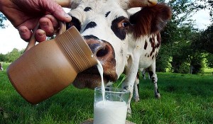 компенсация за молоко